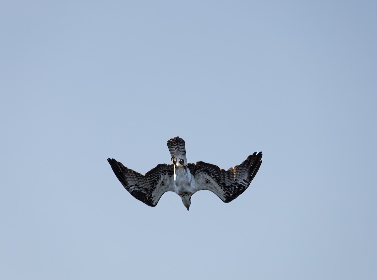 ミサゴ（carolinensis） - ML646313531