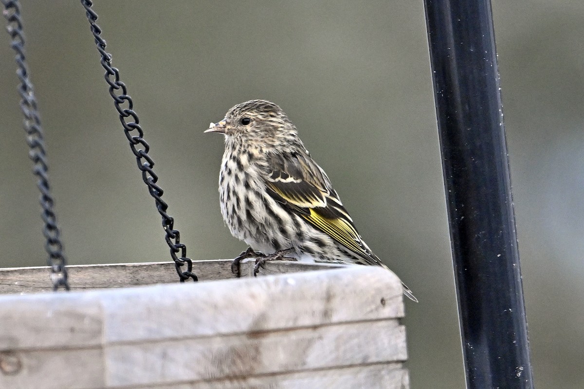 Fichtenzeisig - ML646313534