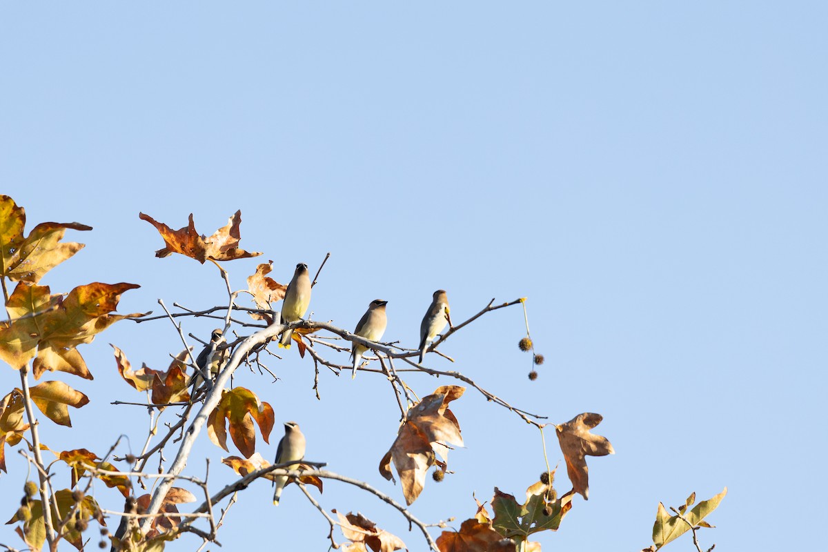 ヒメレンジャク - ML646313535