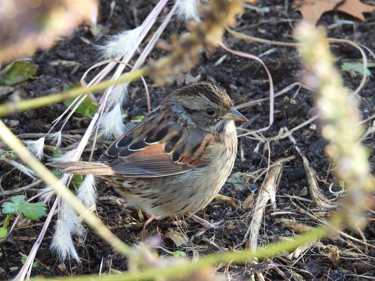 Sumpfammer - ML646313537