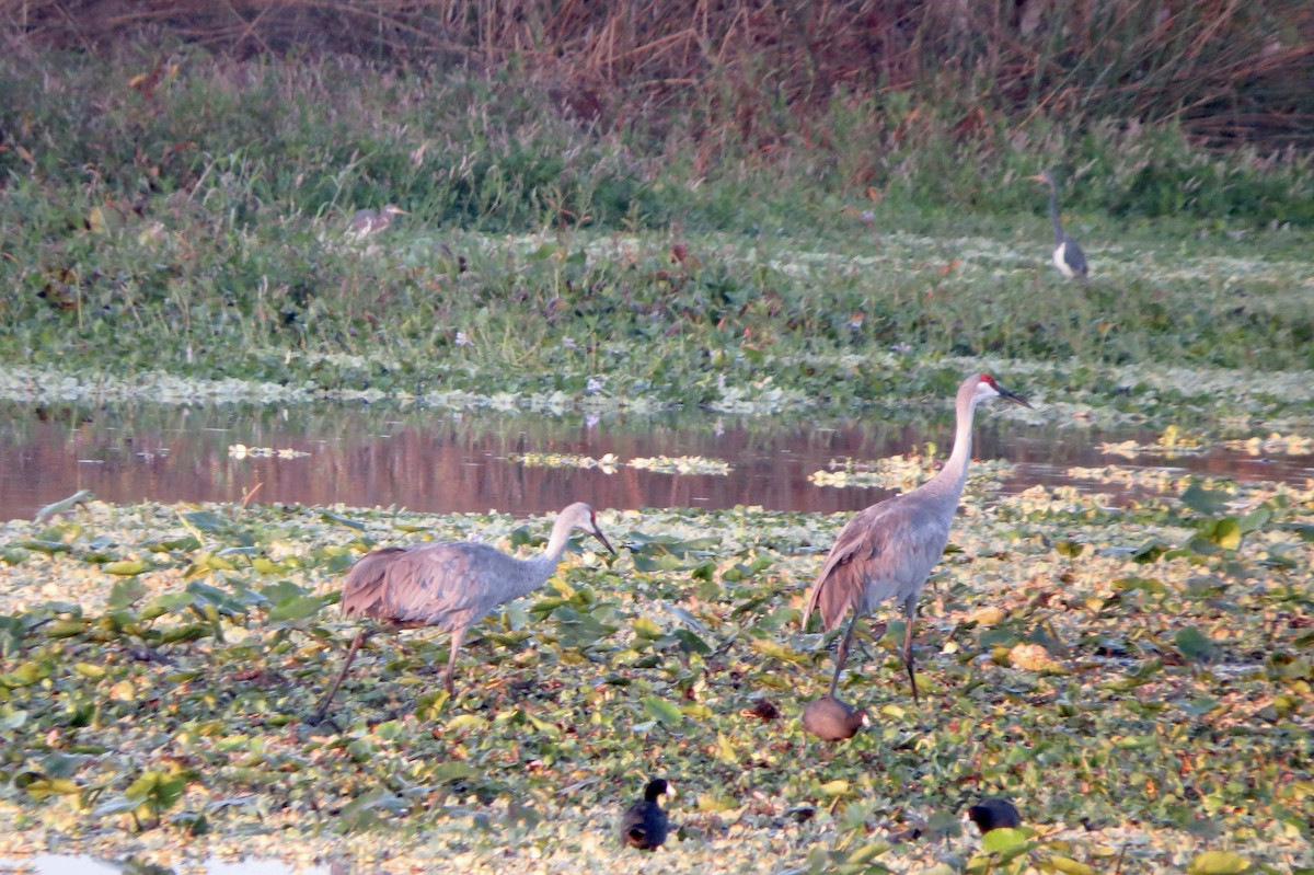 Kanadakranich - ML646313538