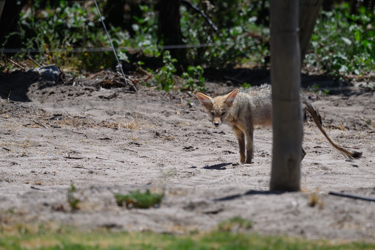 Chilla - ML646313540