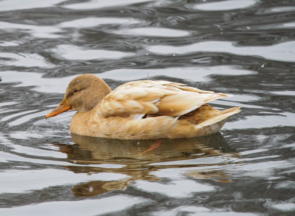 Fehlfarben-Stockente/Hausente - ML646313541
