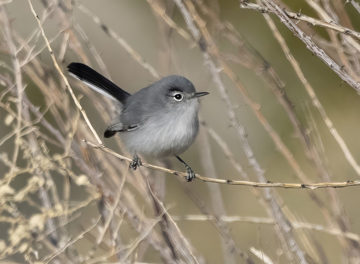 Schwarzschwanz-Mückenfänger - ML646313542