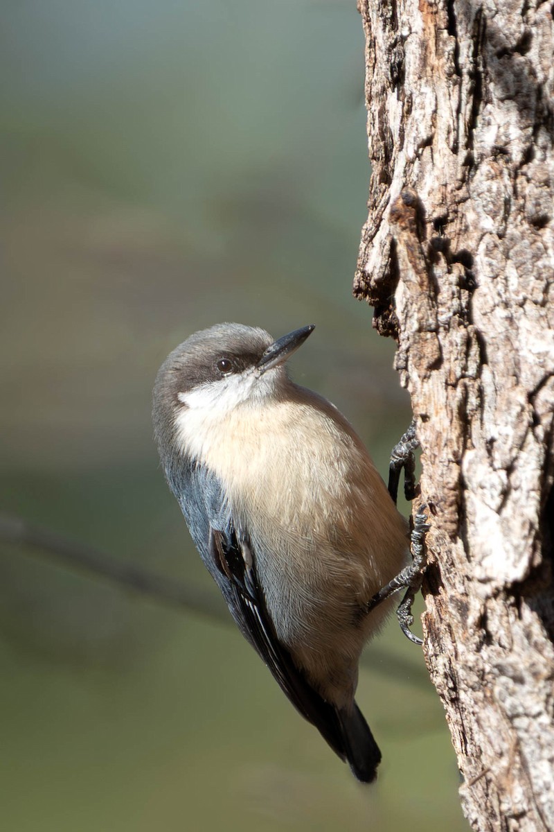 Zwergkleiber - ML646313543