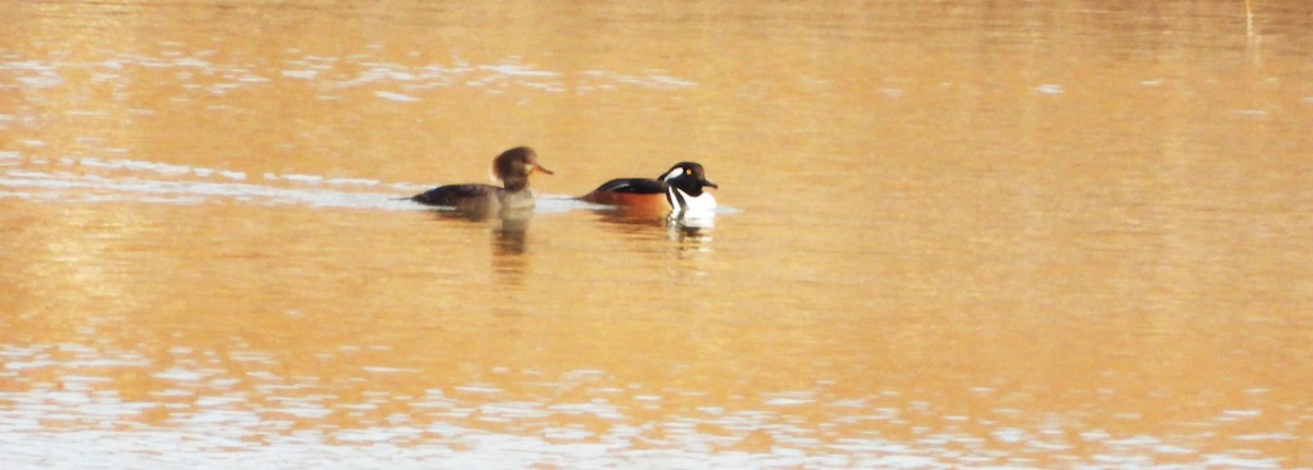 Kappensäger - ML646313546