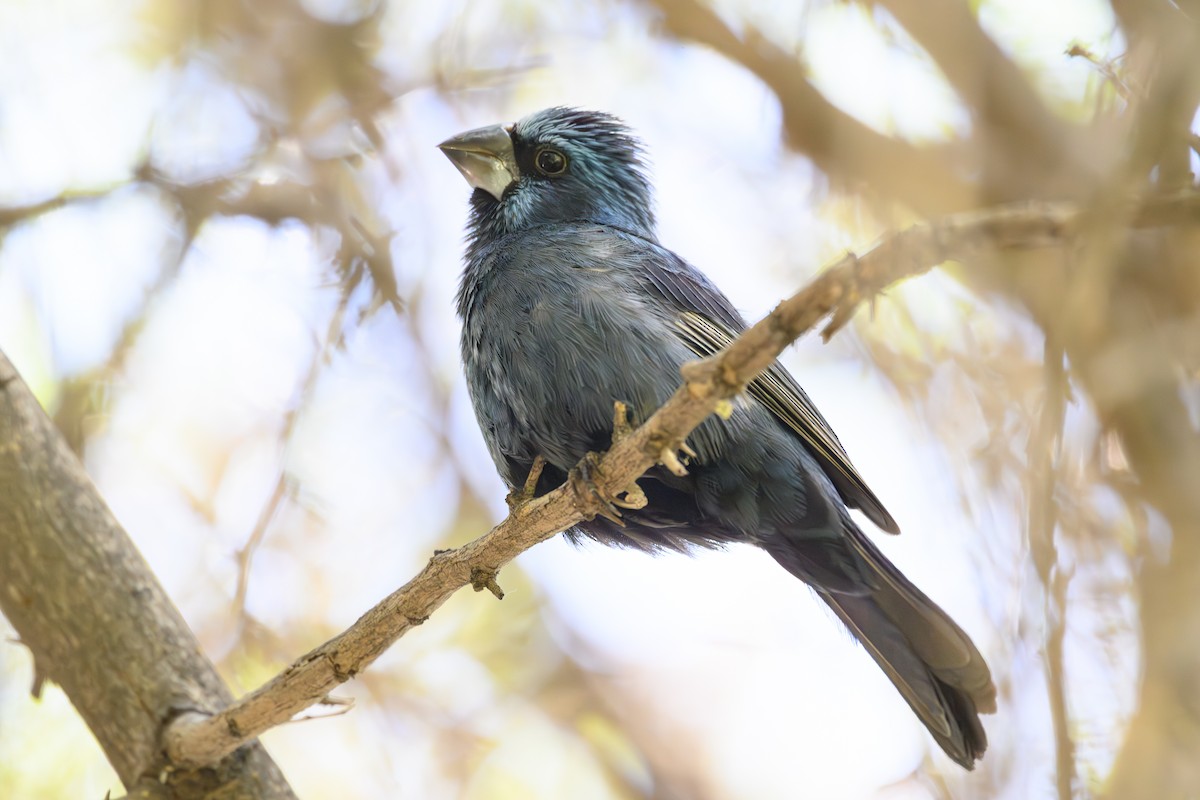 Ultramarinkardinal - ML646313547