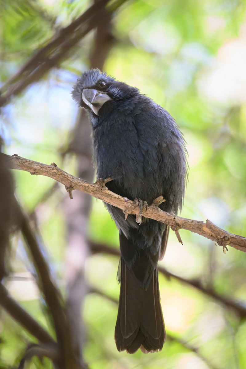 Ultramarinkardinal - ML646313548