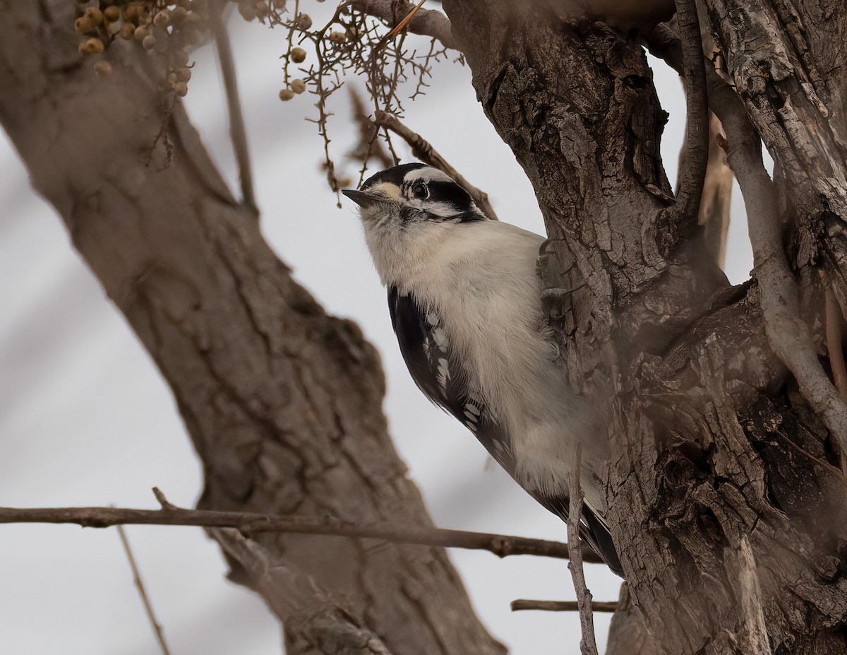 Dunenspecht - ML646313550