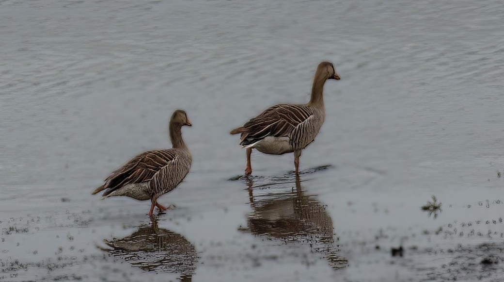 Graugans - ML646313554