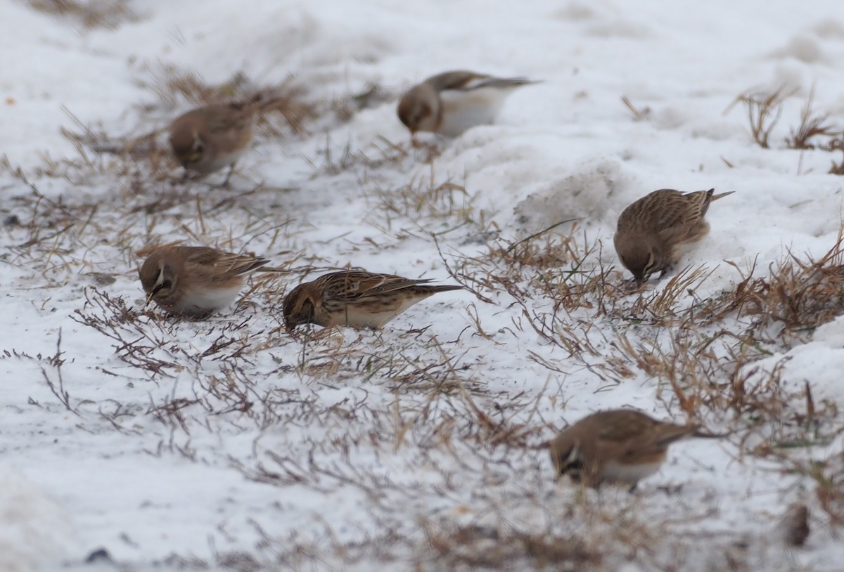 Ohrenlerche - ML646313558