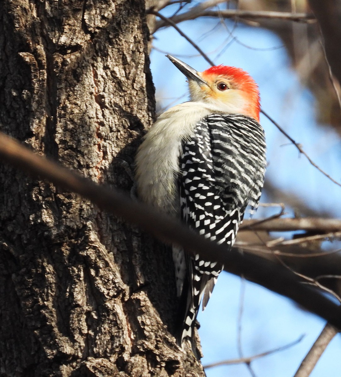 Carolinaspecht - ML646313560