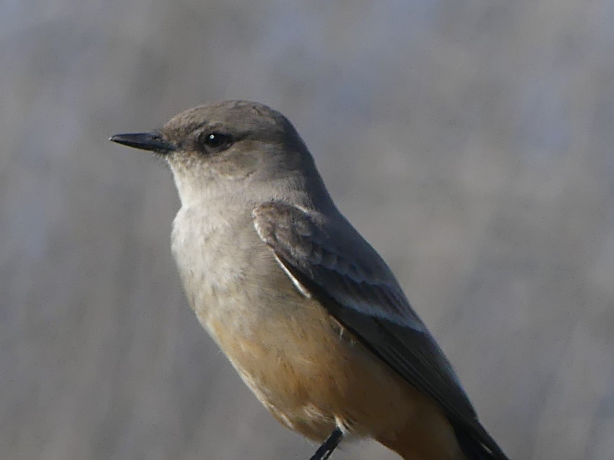 Zimtbauch-Phoebetyrann - ML646313561