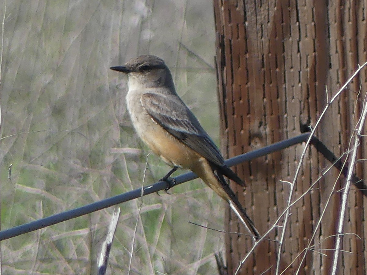 Zimtbauch-Phoebetyrann - ML646313562