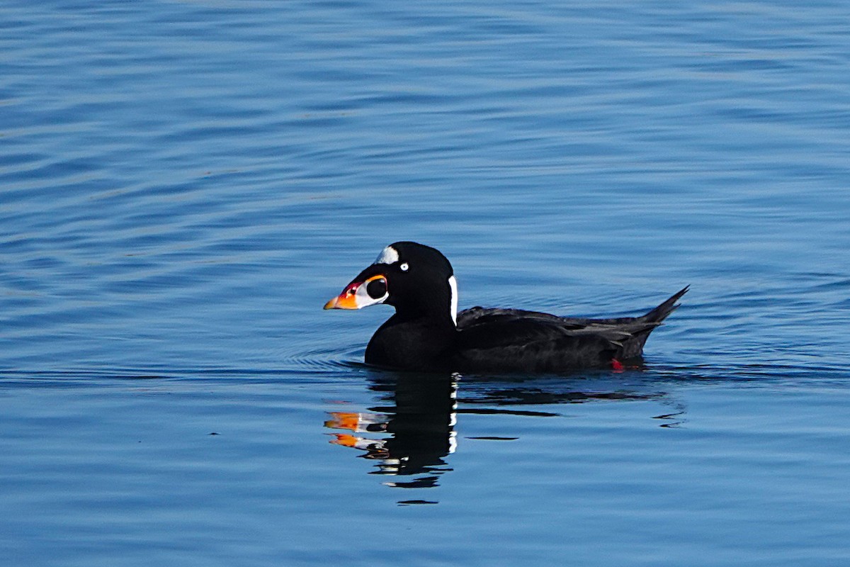 Brillenente - ML646313564