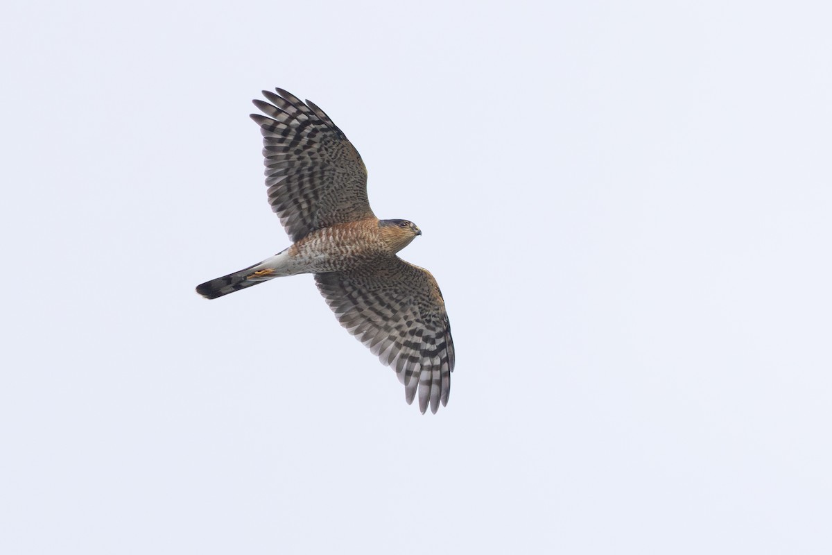 Eckschwanzsperber [velox-Gruppe] - ML646313565