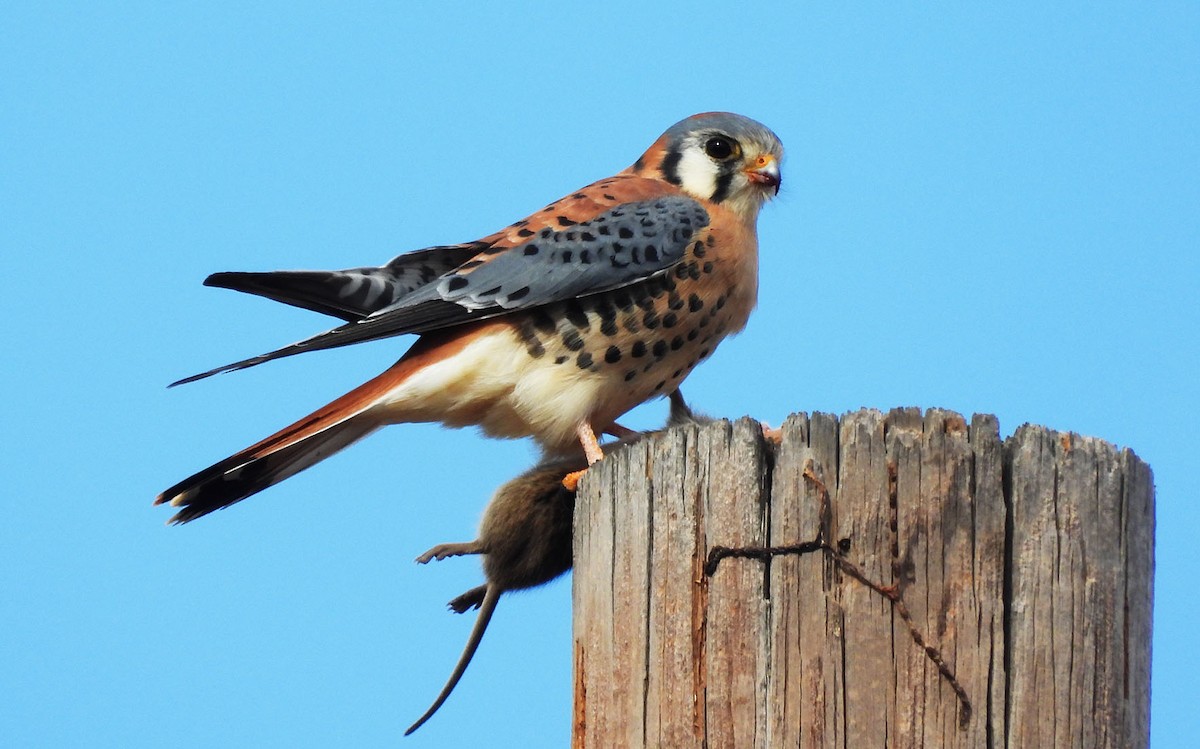 American Kestrel - ML646313567