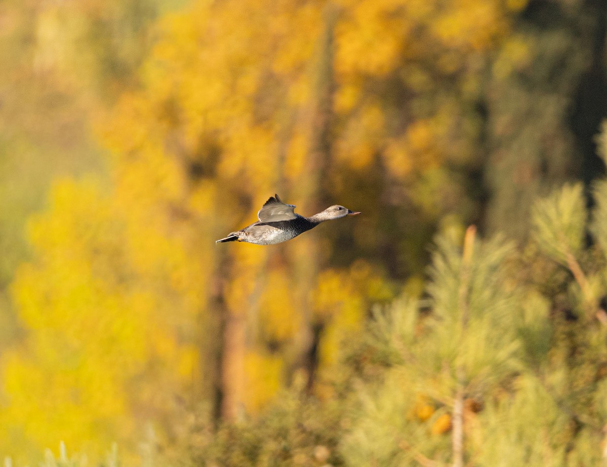 赤膀鴨 - ML646313568