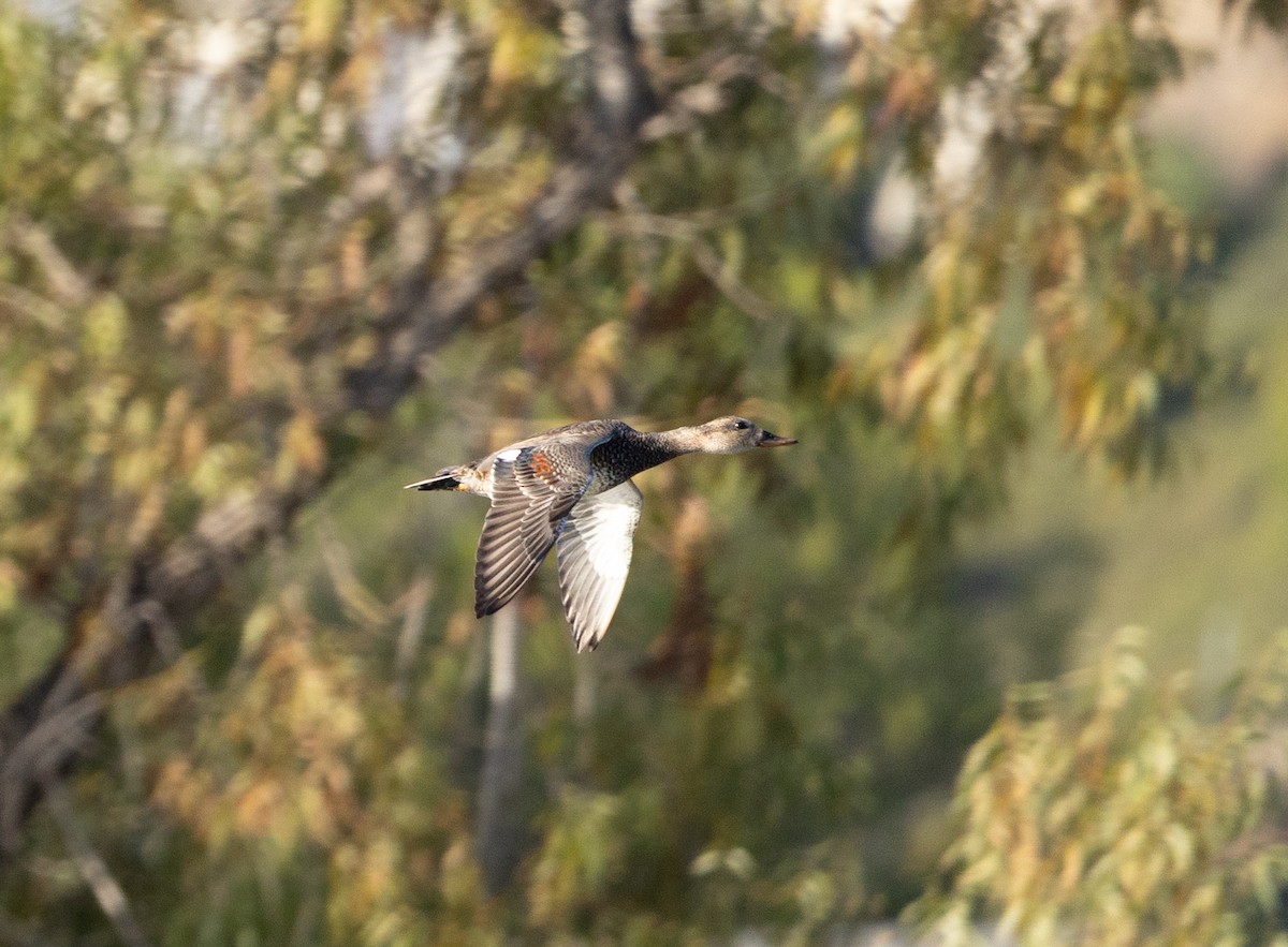 赤膀鴨 - ML646313569