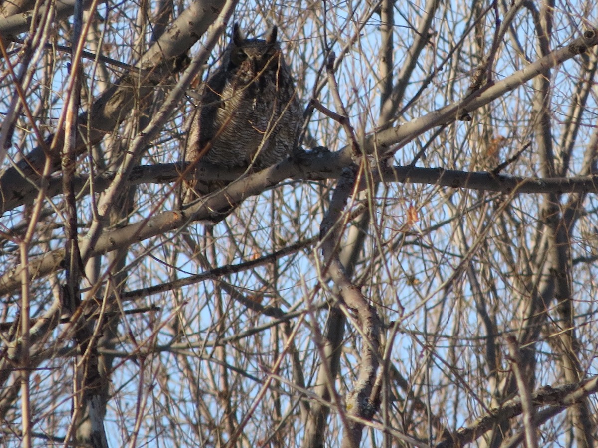 Amerika Puhusu - ML646313570