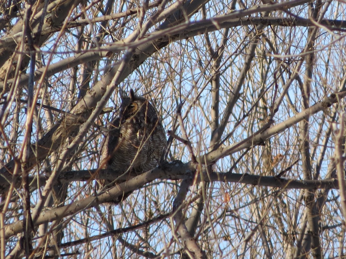 Amerika Puhusu - ML646313571