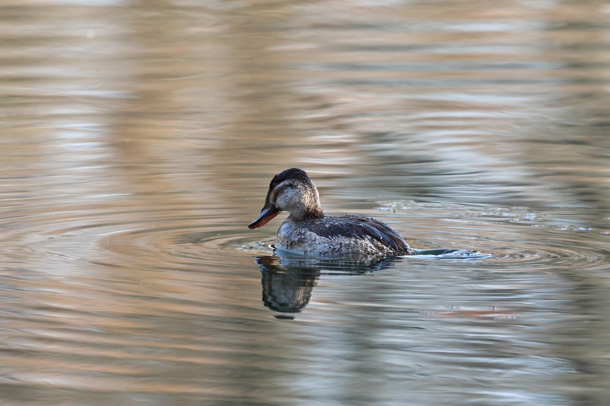 צחראש אדמוני - ML646313572
