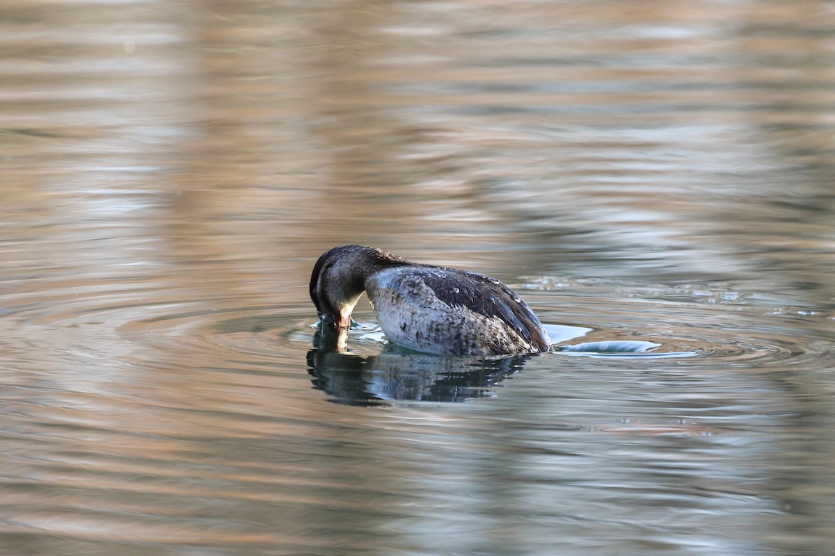 צחראש אדמוני - ML646313575