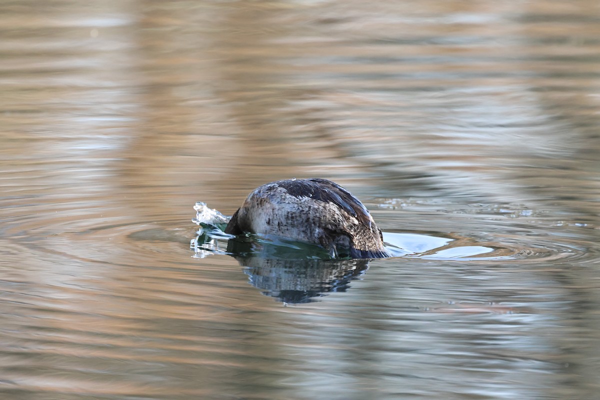 צחראש אדמוני - ML646313576