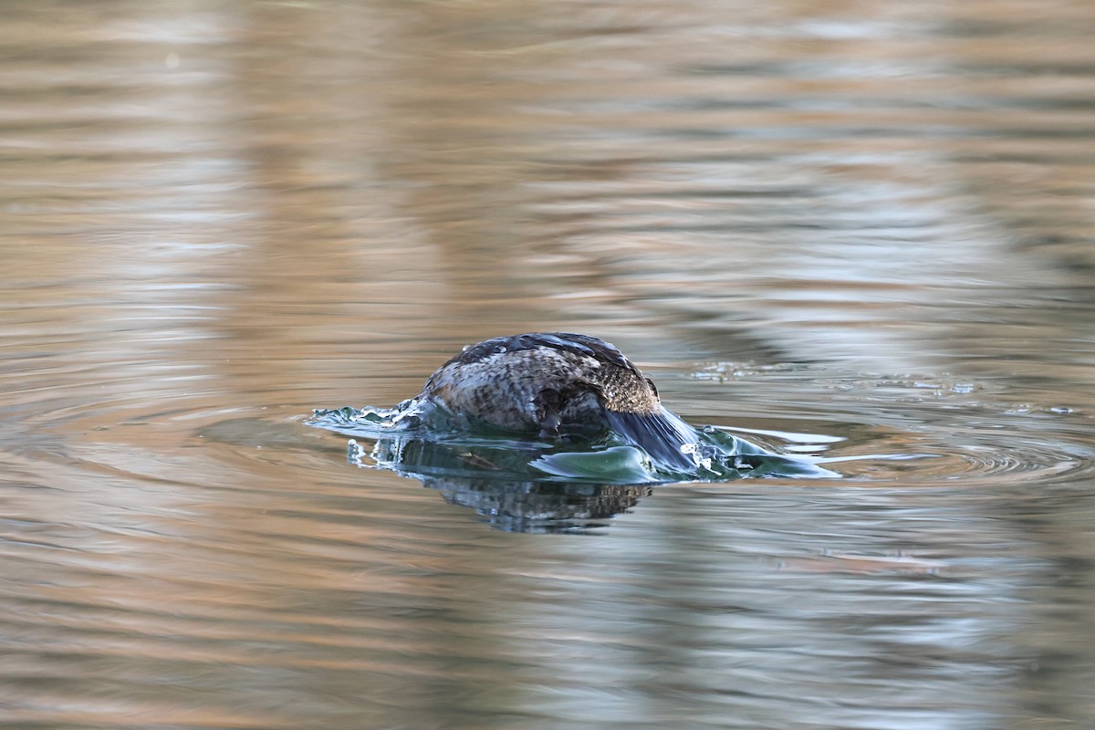 צחראש אדמוני - ML646313577