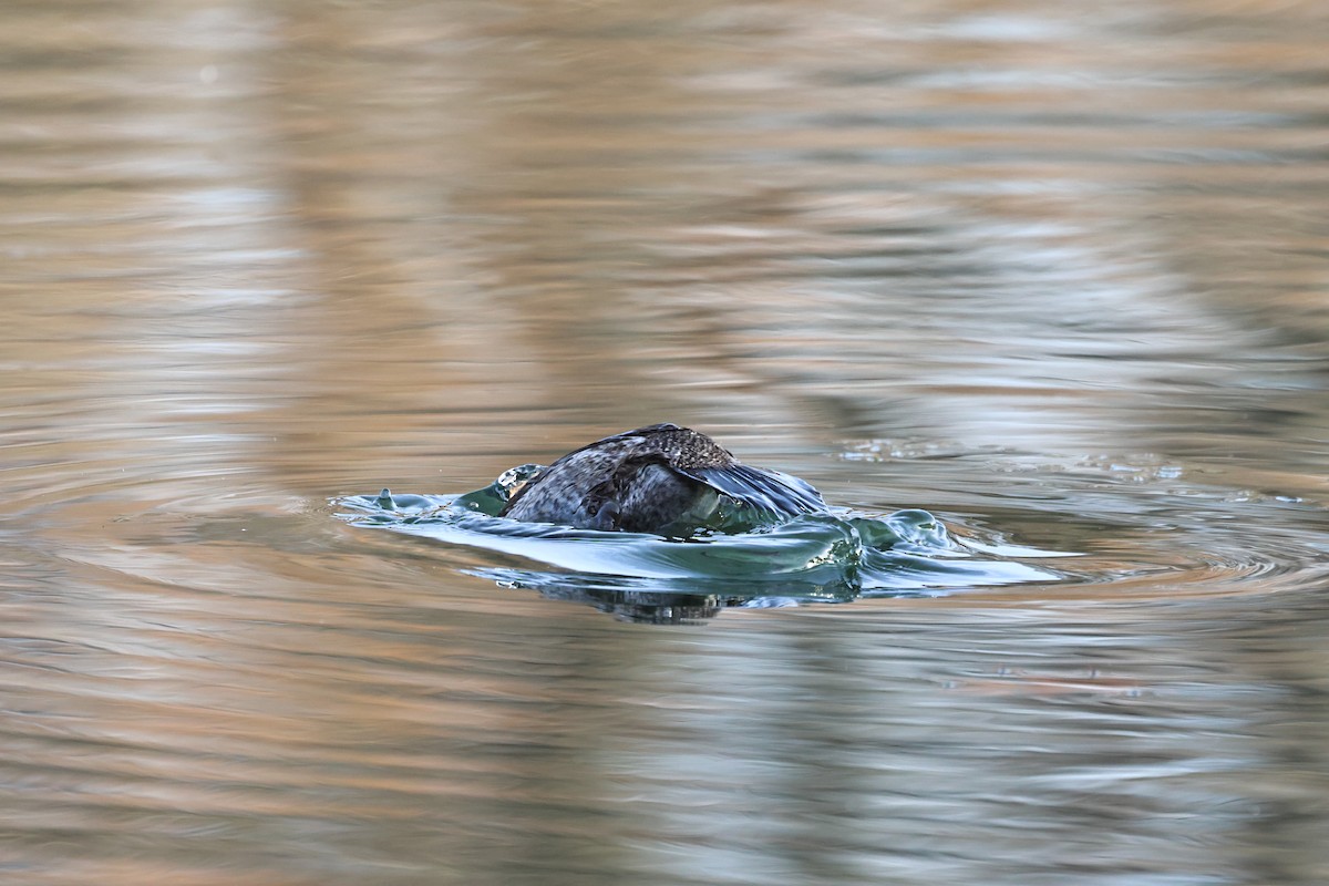 צחראש אדמוני - ML646313578