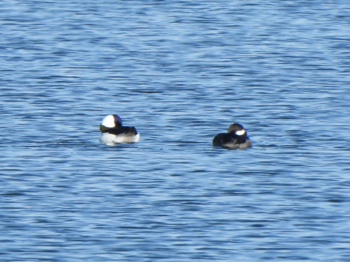 Bufflehead - ML646313579