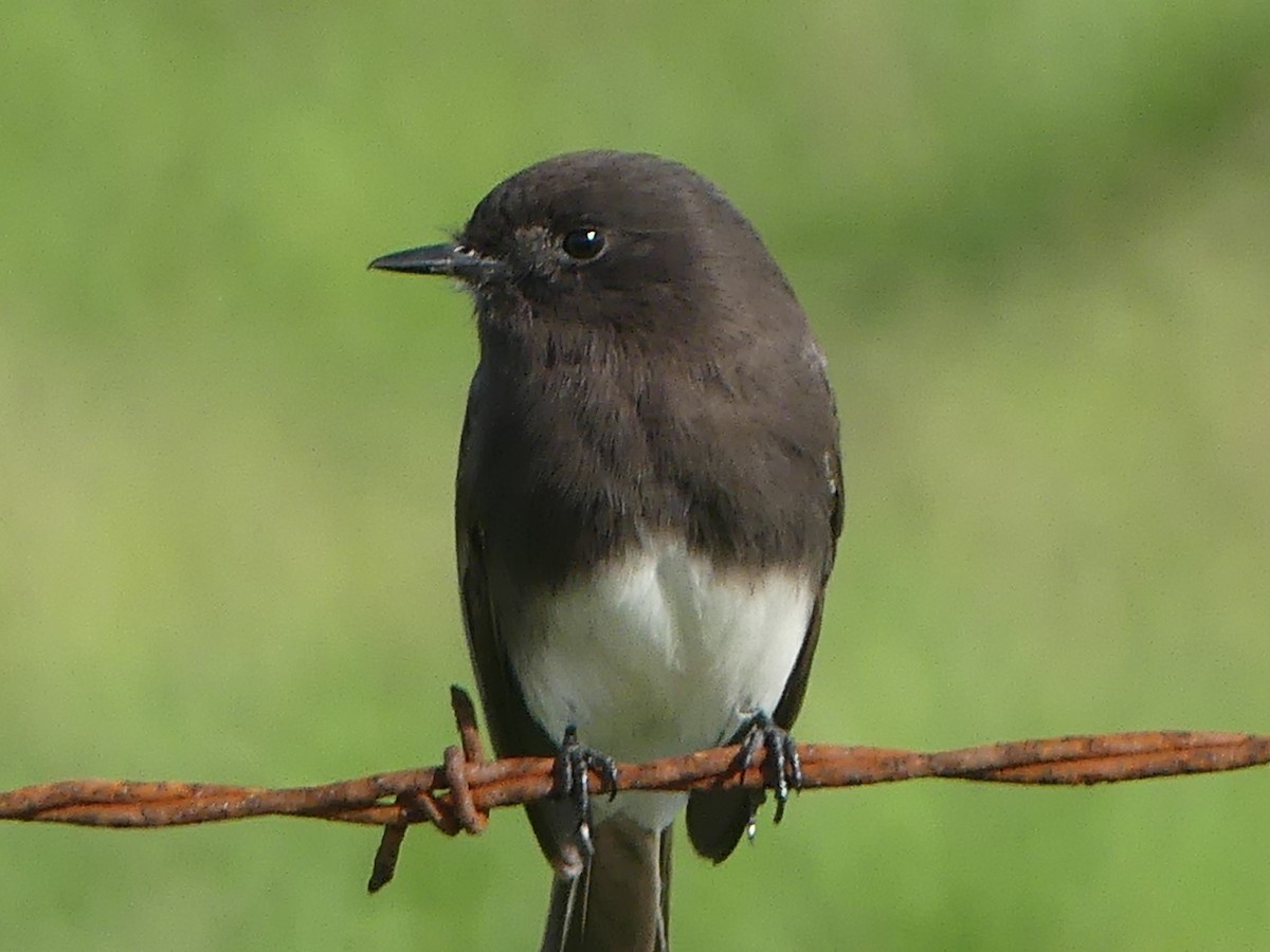 Black Phoebe - ML646313580