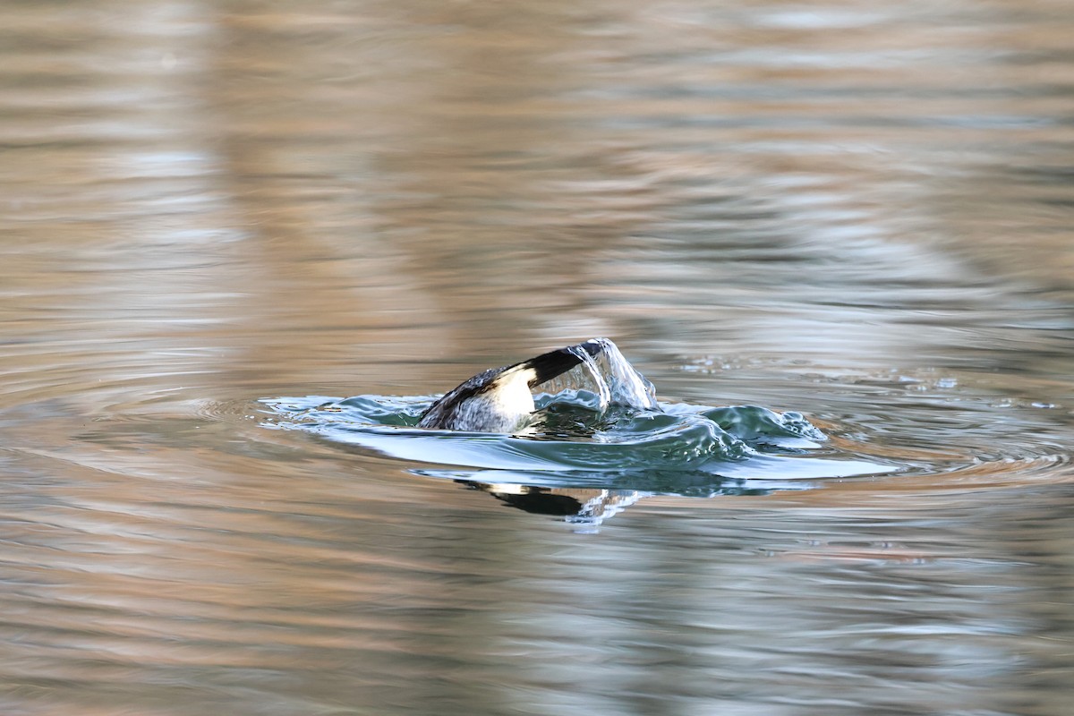 צחראש אדמוני - ML646313583