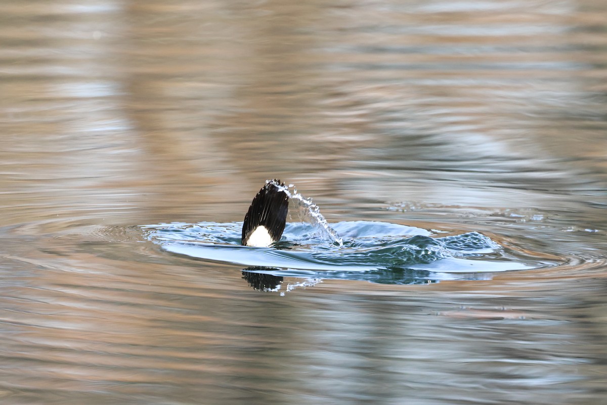 צחראש אדמוני - ML646313585