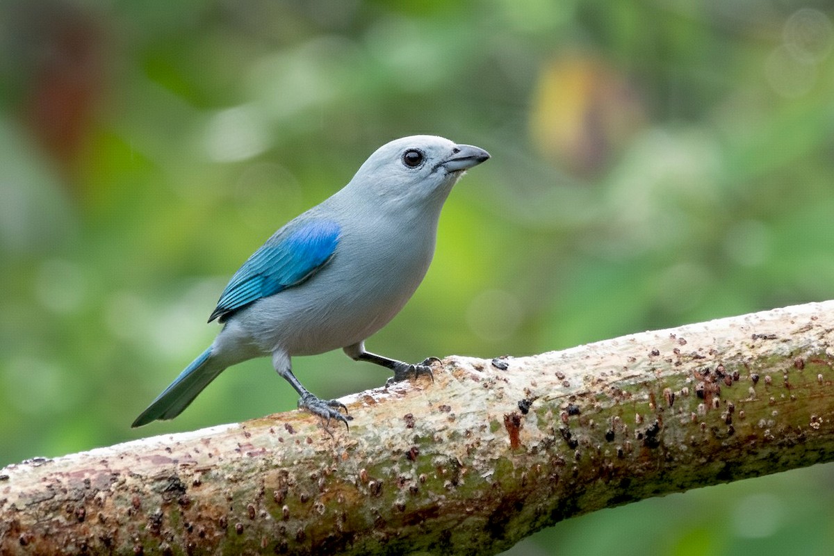 Blue-gray Tanager - ML646313586