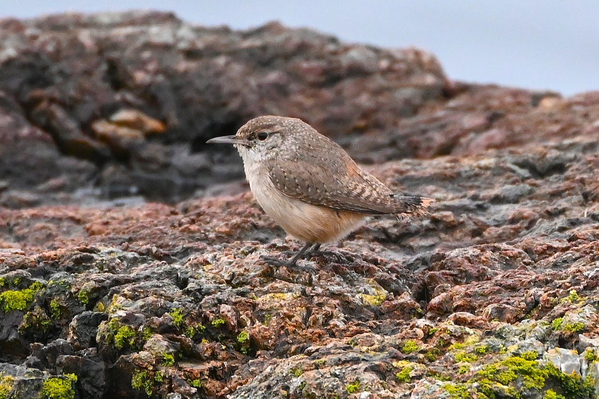 Rock Wren - ML646313587