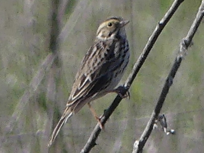 Savannah Sparrow - ML646313589