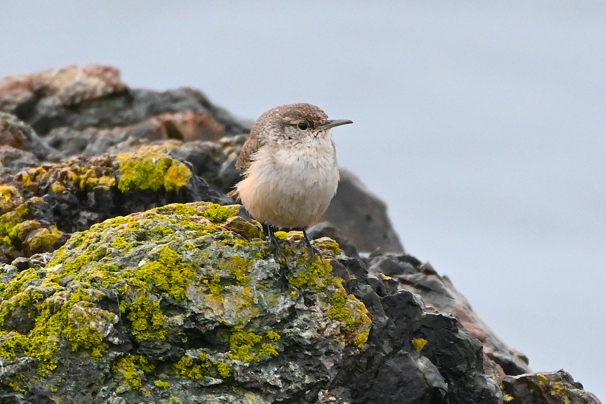 Rock Wren - ML646313591