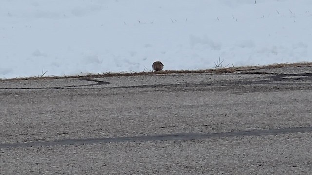 Allodola golagialla - ML646313592