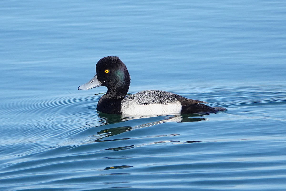 Lesser Scaup - ML646313593