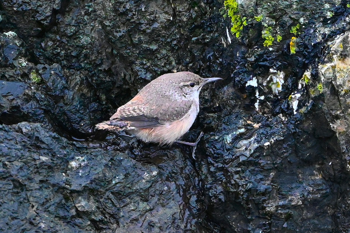 Rock Wren - ML646313594