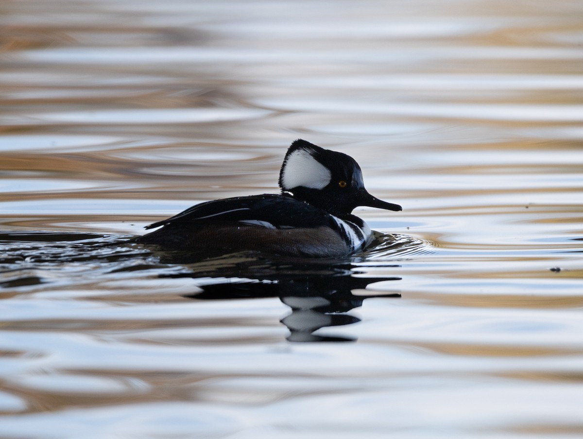 Hooded Merganser - ML646313597