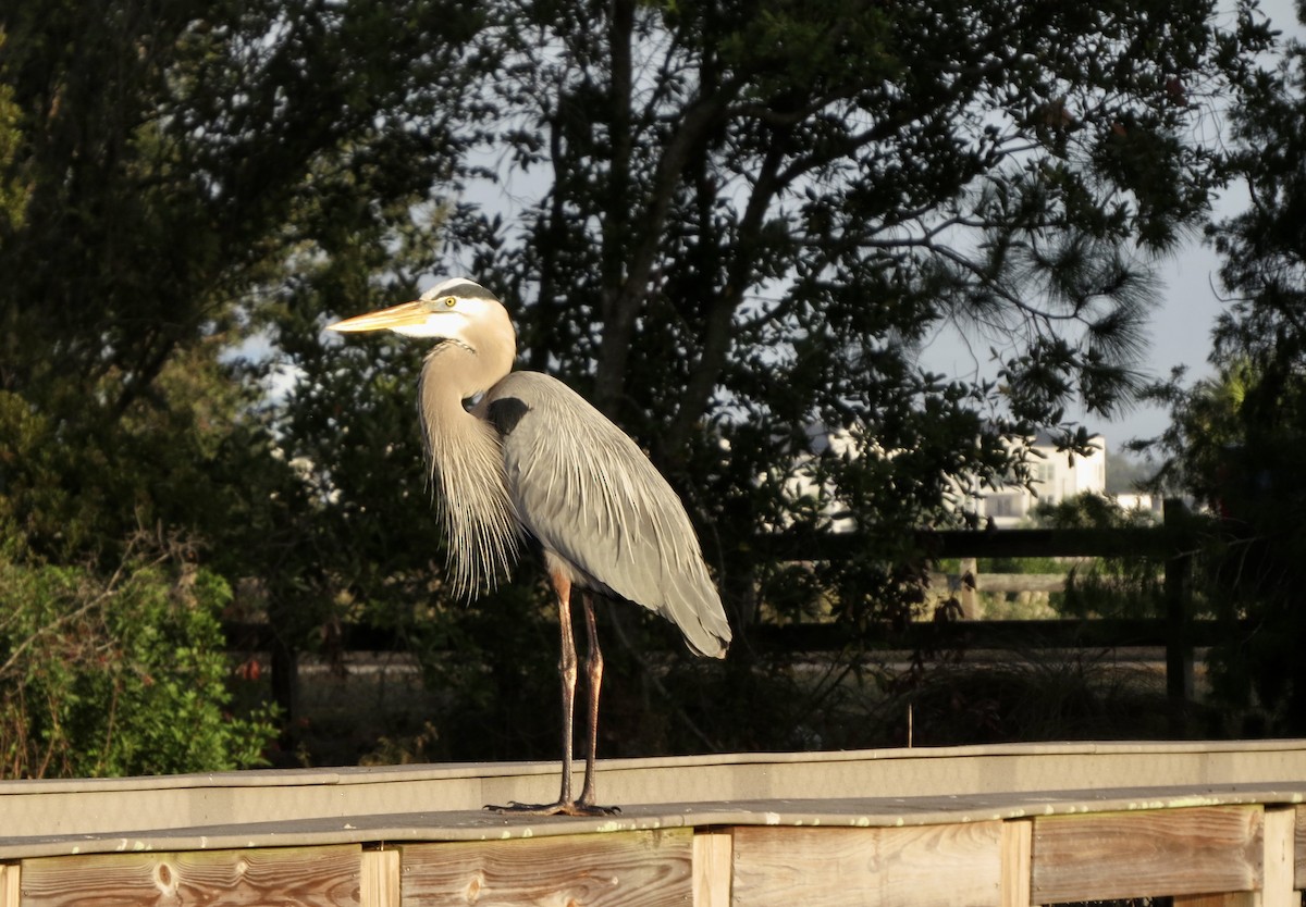 Great Blue Heron - ML646313601