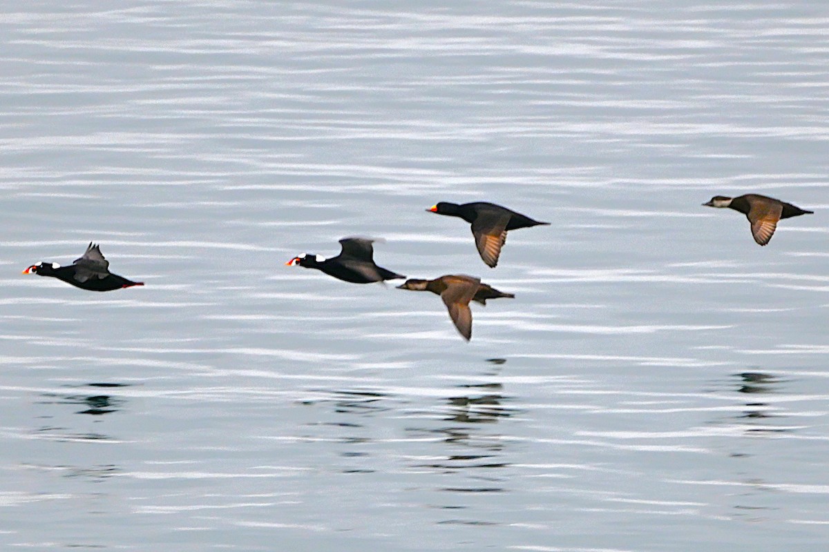 Black Scoter - ML646313603