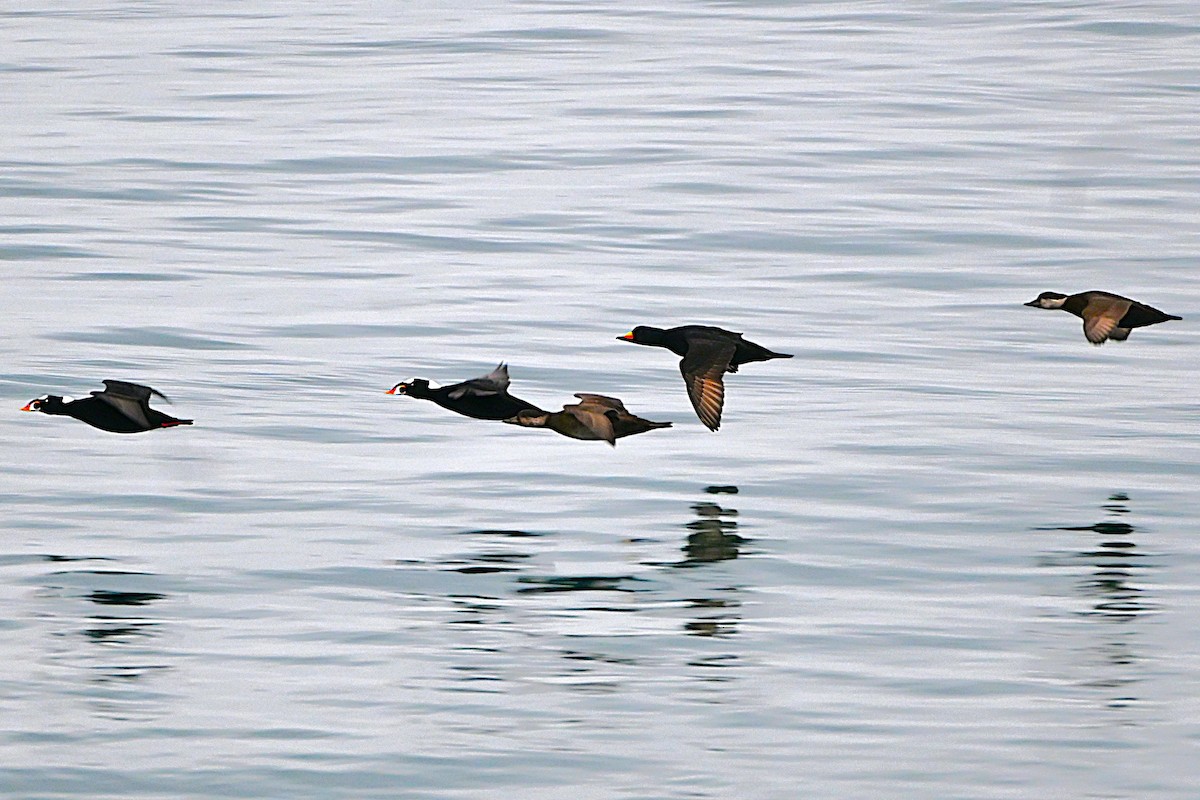 Black Scoter - ML646313606