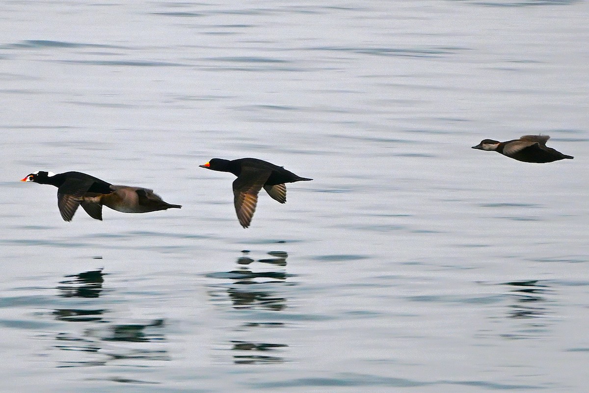 Black Scoter - ML646313610