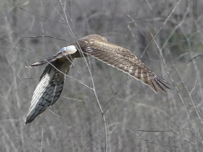 Northern Harrier - ML646313612