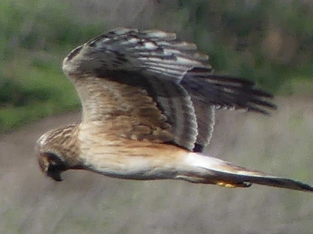 Northern Harrier - ML646313613