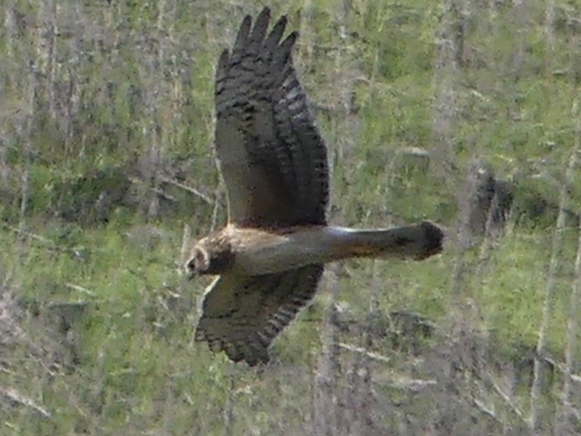Northern Harrier - ML646313614