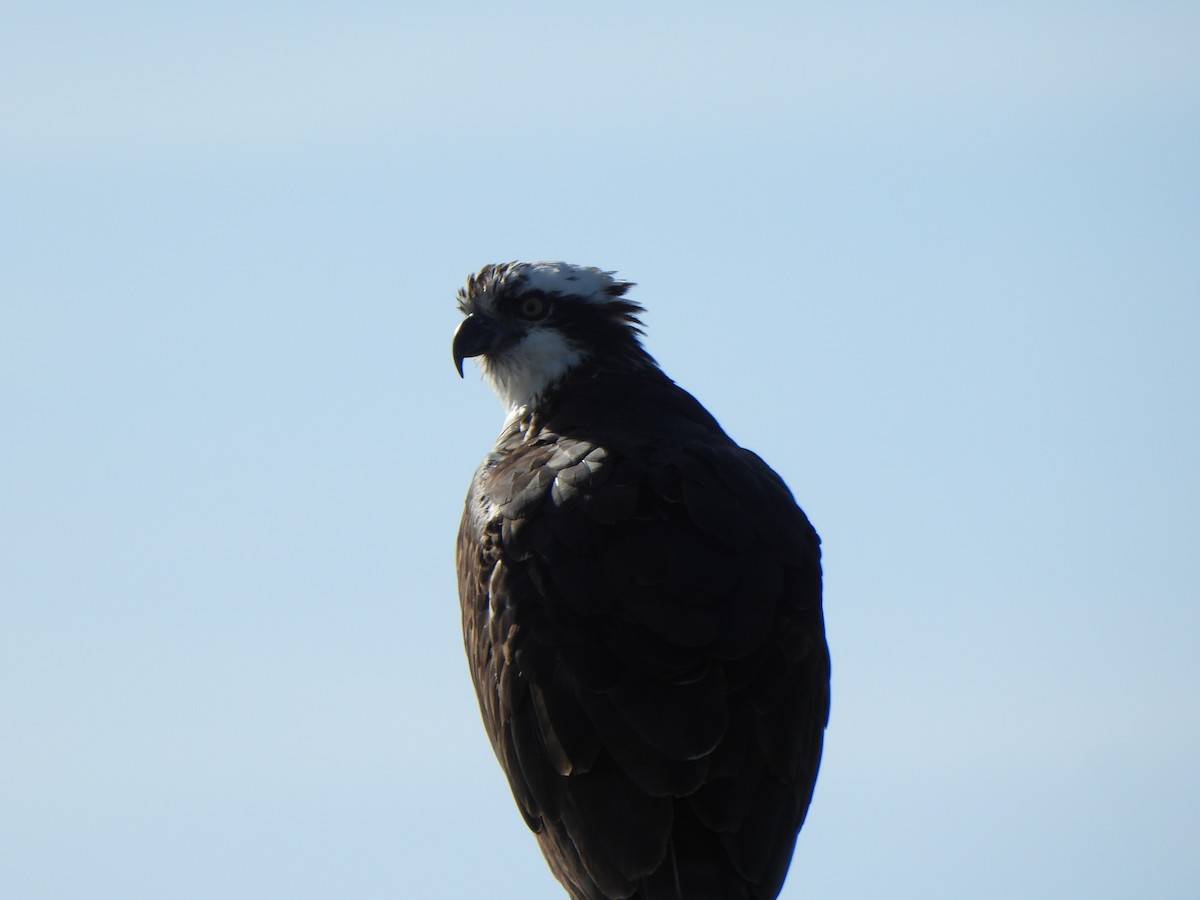 Osprey (American) - ML646313616